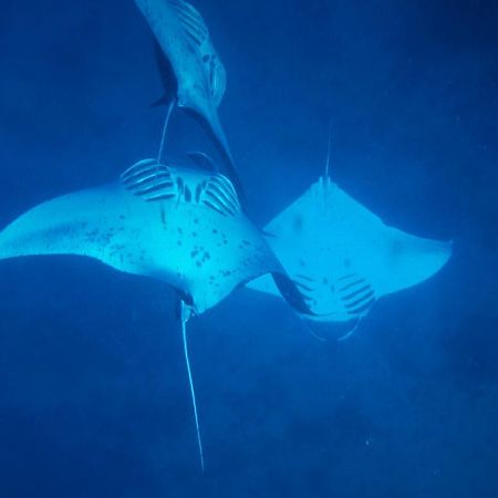 Mai Dive' Astrolabe Reef Resort Naqara Zewnętrze zdjęcie