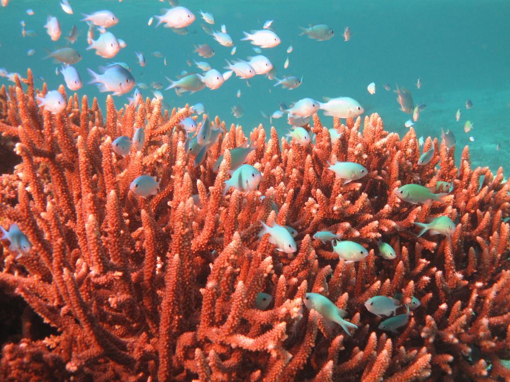 Mai Dive' Astrolabe Reef Resort Naqara Zewnętrze zdjęcie