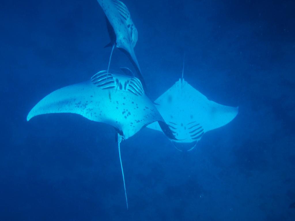 Mai Dive' Astrolabe Reef Resort Naqara Zewnętrze zdjęcie