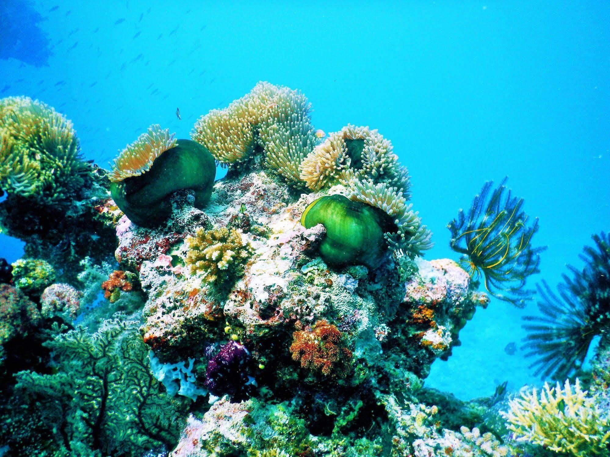Mai Dive' Astrolabe Reef Resort Naqara Zewnętrze zdjęcie